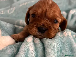 Cavalier King Charles Spaniel dogs KC reg CKCS from Health tested parents - Advert 4