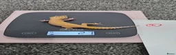 Leopard Gecko reptiles for sale: Various young leopard geckos for sale. Bolton.  - Advert 4