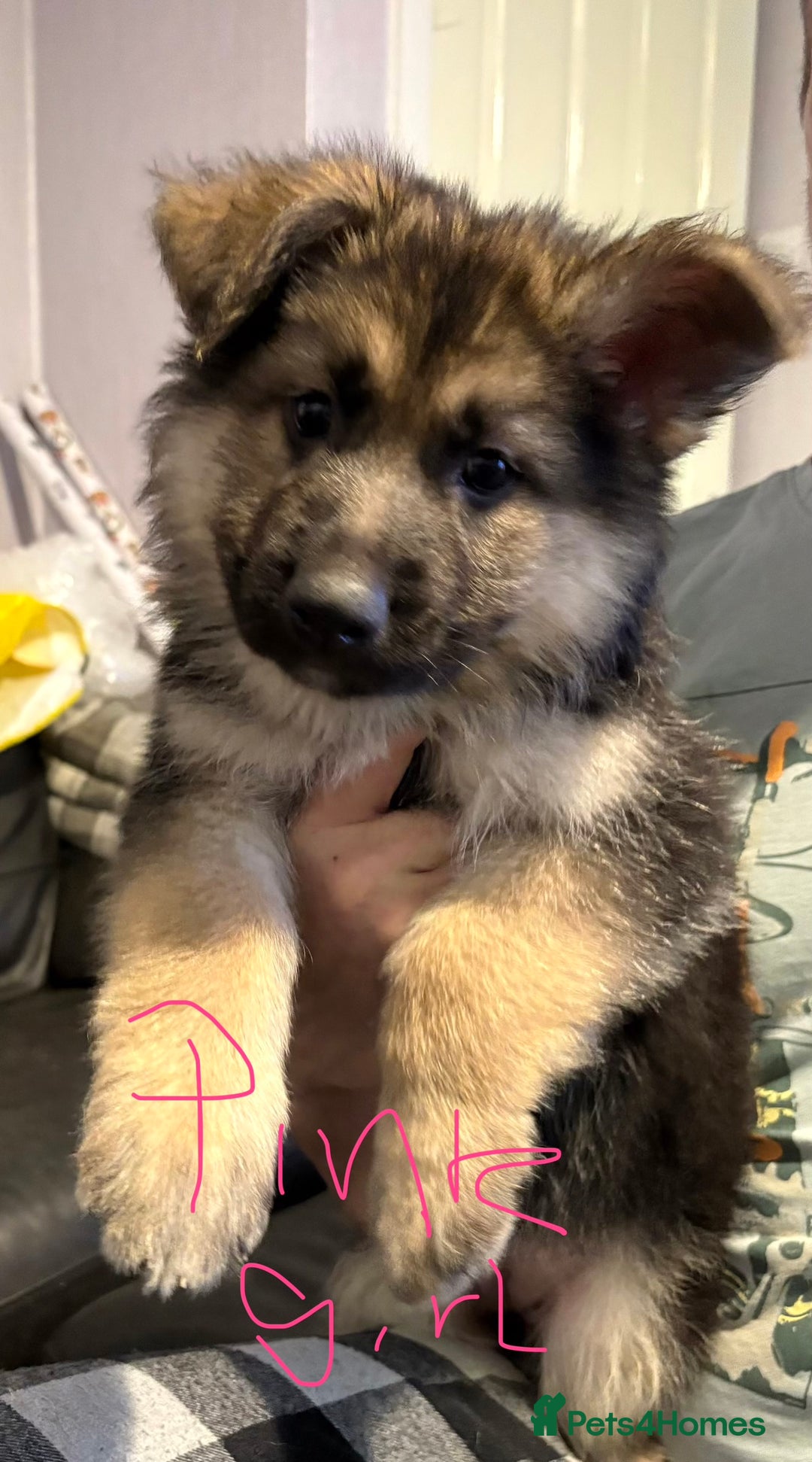 Mixed Breed dogs for sale: 4 stunning German shepherd pups for sale ready now - Advert 8
