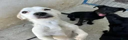 Mixed Breed dogs for adoption: Margot in Oxford - Advert 18