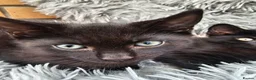Mixed Breed cats for sale: 2 beautiful dark chocolate colloured boys  - Advert 3