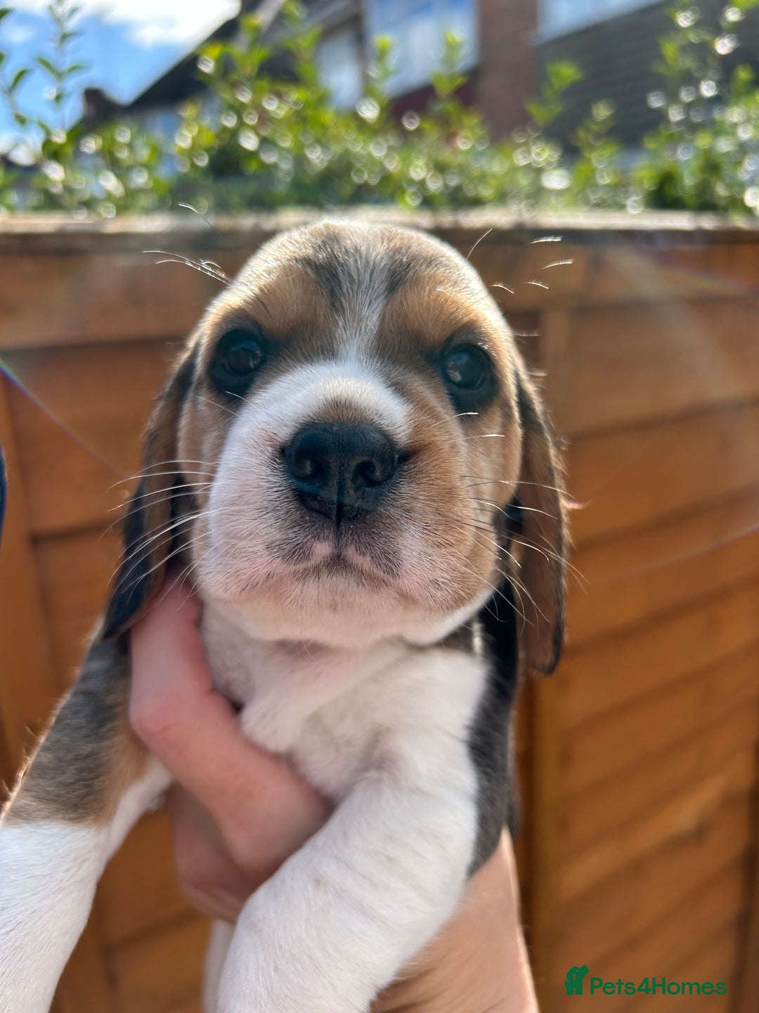 Beagle dogs for sale: Only 1 boy KC Registered Top Quality Beagle Puppy - Image 16