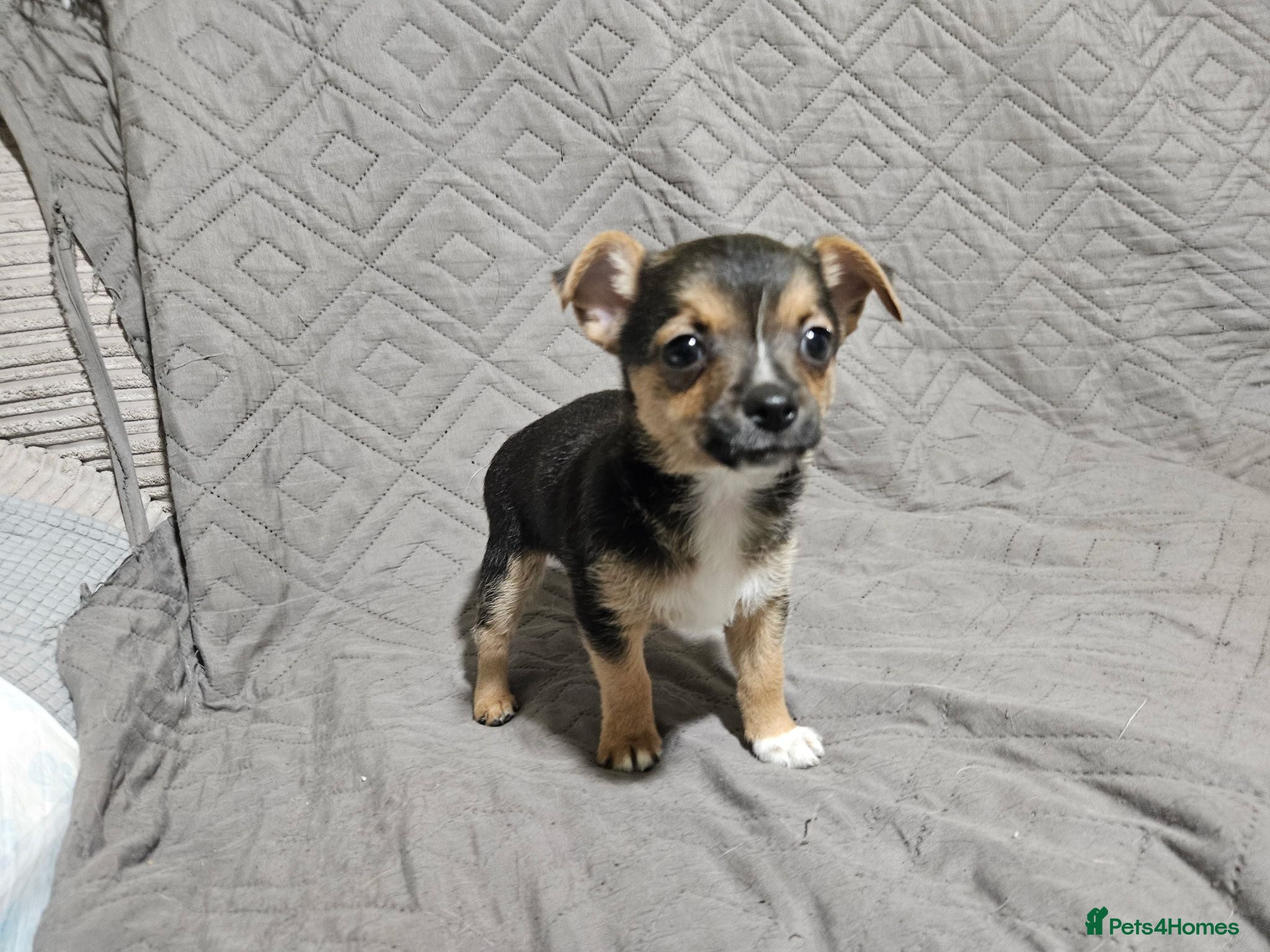 Mixed Breed dogs Chorkie/Jacawawa - Advert 18
