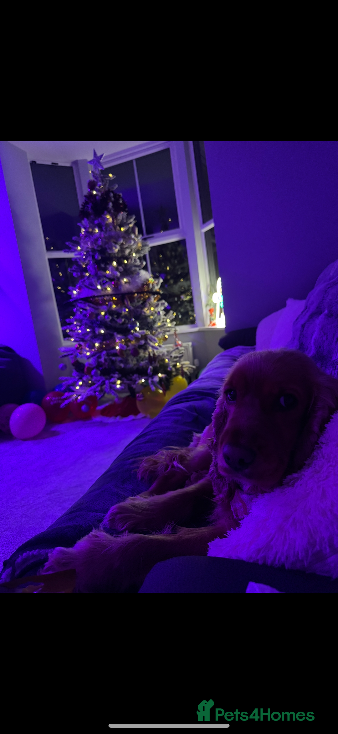Cocker Spaniel dogs for sale: Meet Daisy – looking for her forever home❤️ - Advert 18