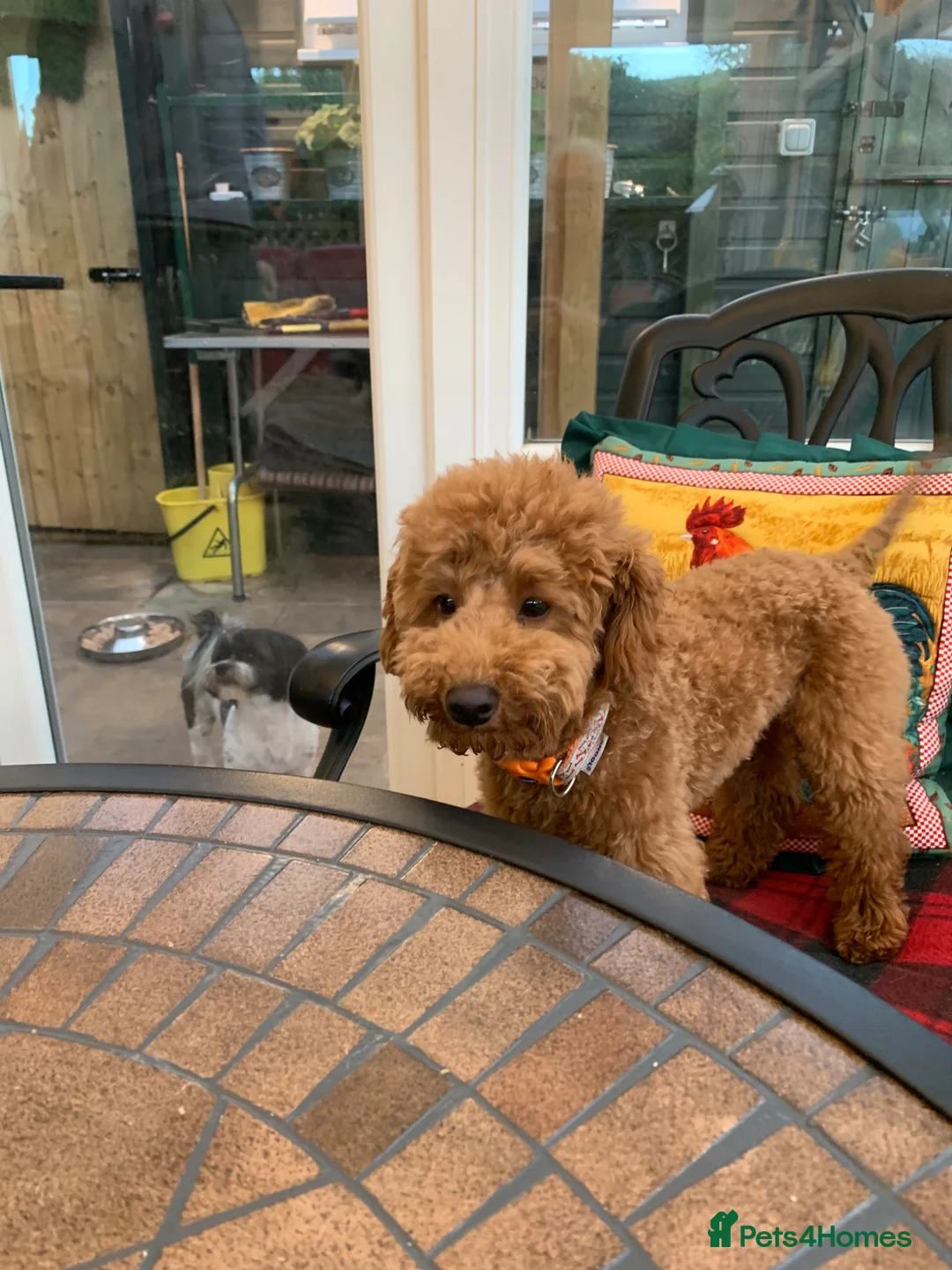 Cockapoo dogs for sale: F1 Cockerpoo Puppies  - Advert 18