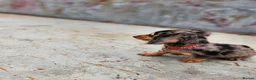 Miniature Dachshund dogs for sale: Long haired silver Dapple Mini Daschund Girl 🩷🩷 - Advert 12