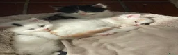 Mixed Breed cats for sale: Beautiful long hair kittens  - Advert 16