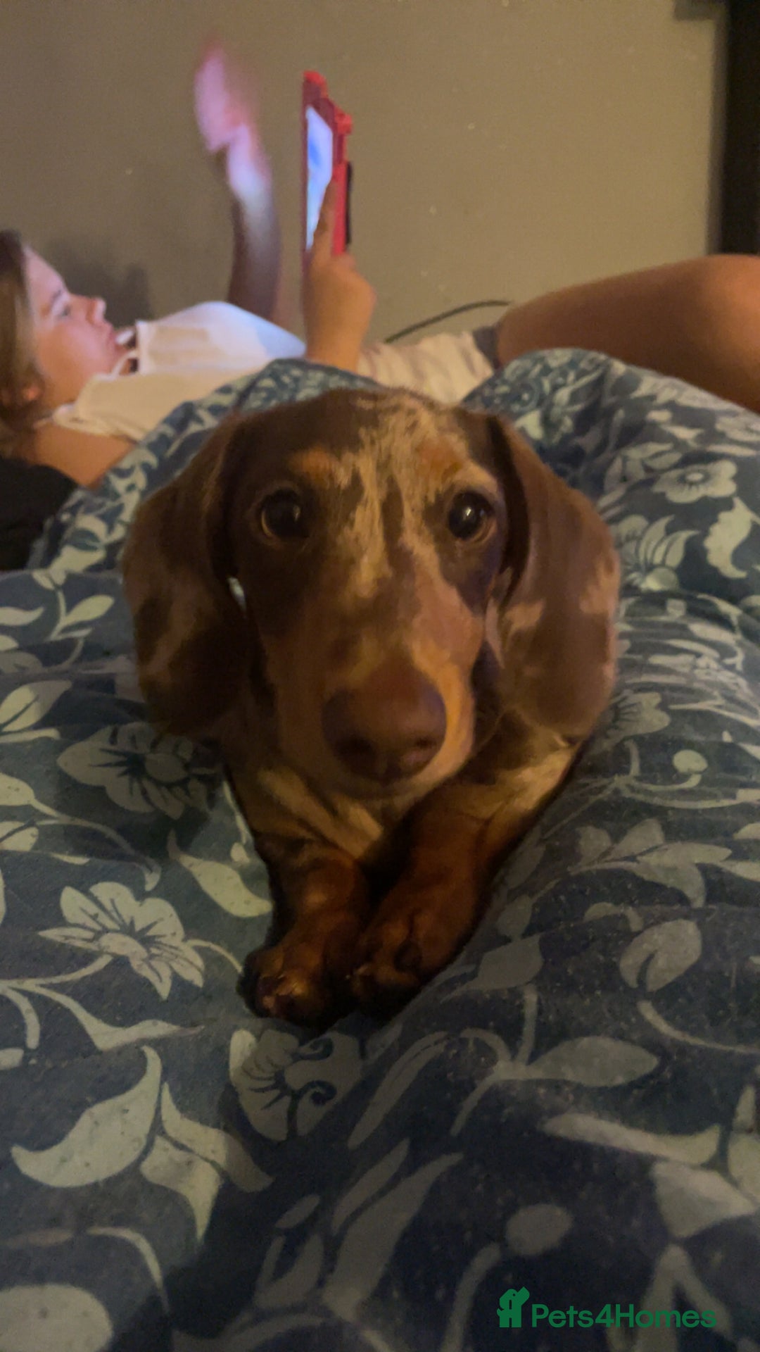 Dachshund dogs for sale: Elvis  - Advert 1