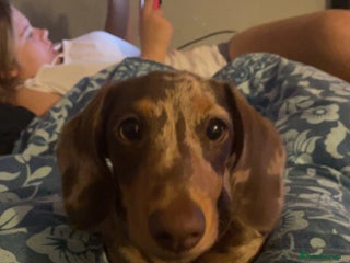 Dachshund dogs Elvis - Advert 18