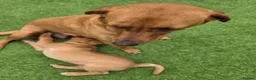 Labrador Retriever dogs for sale: Fox red labrador in Worcester - Advert 7