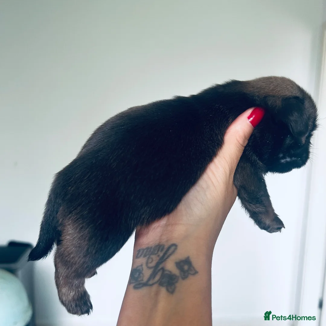 Pug dogs for sale: Fluffy miniature pugs  - Advert 7