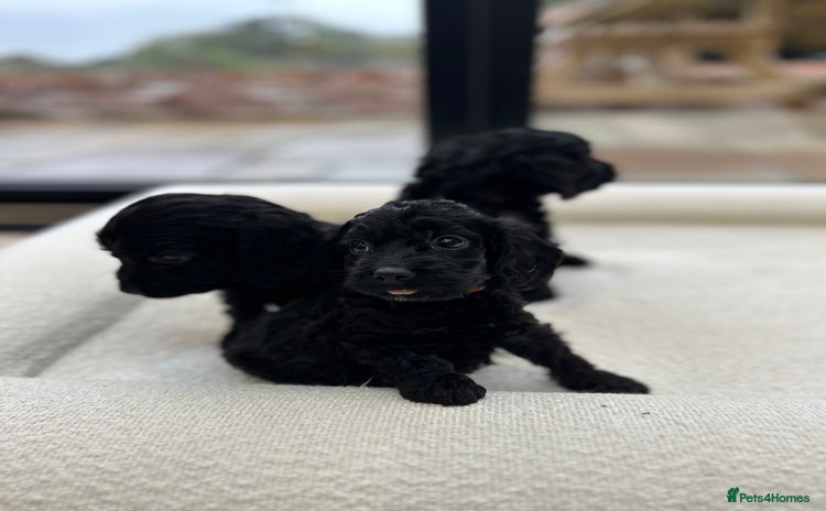 Cockapoo dogs - Advert 1