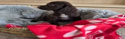 Cocker Spaniel dogs for sale: Amazing Working type Cocker Spaniels - Advert 21