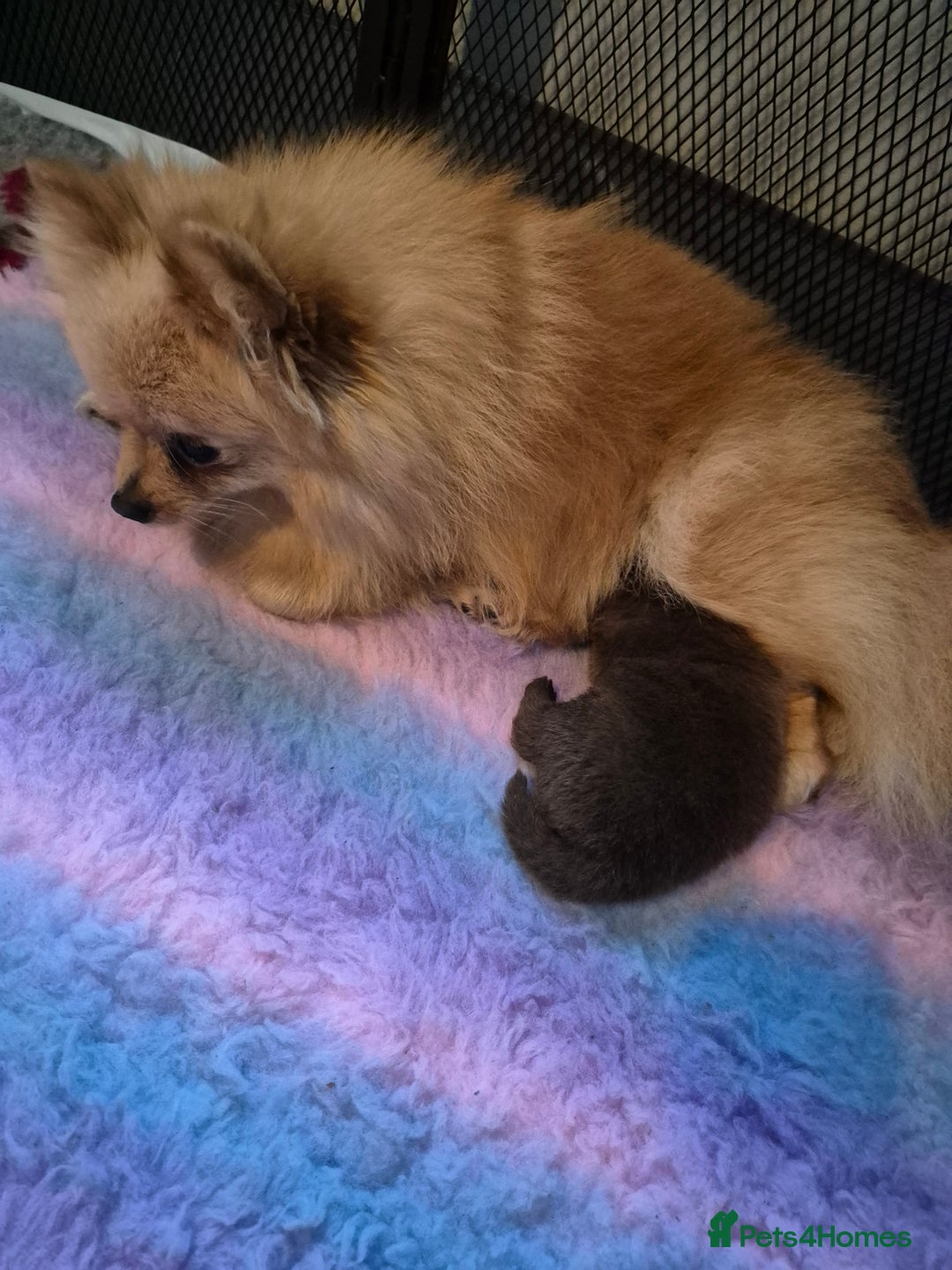 Pomeranian dogs for sale: Pomeranian,  from fully health tested parents  - Image 11