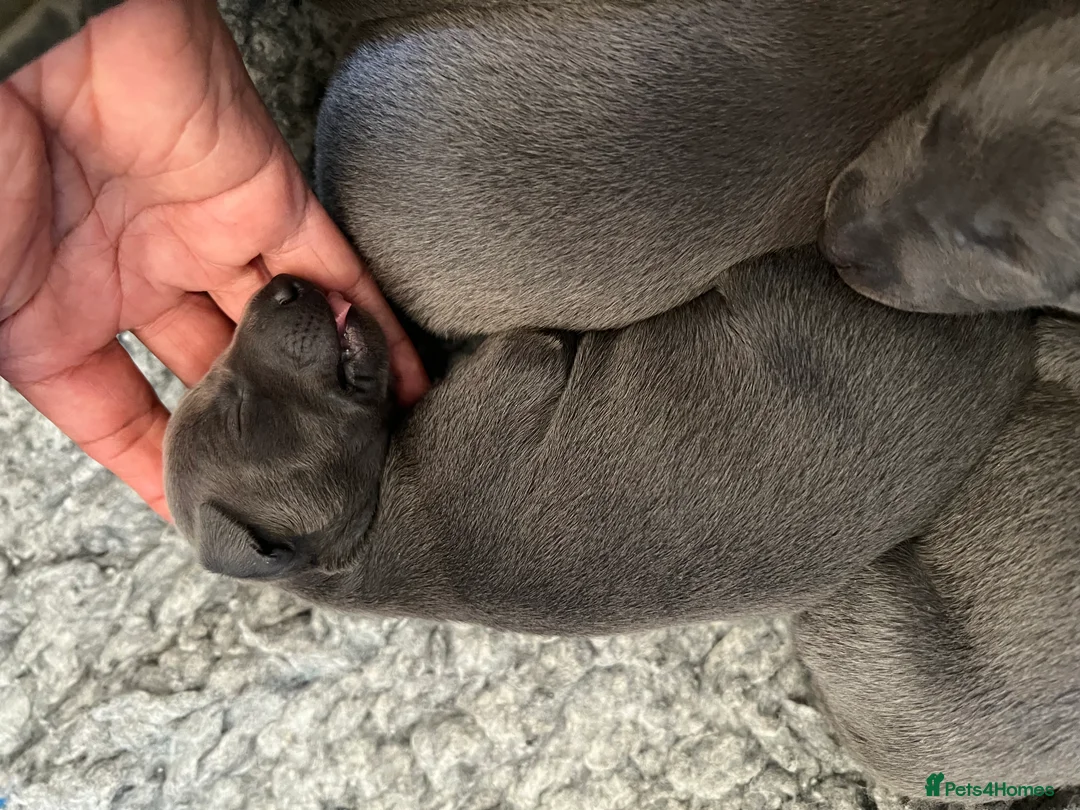 Italian Greyhound dogs for sale:     Italian Greyhound. Babies  - Advert 31