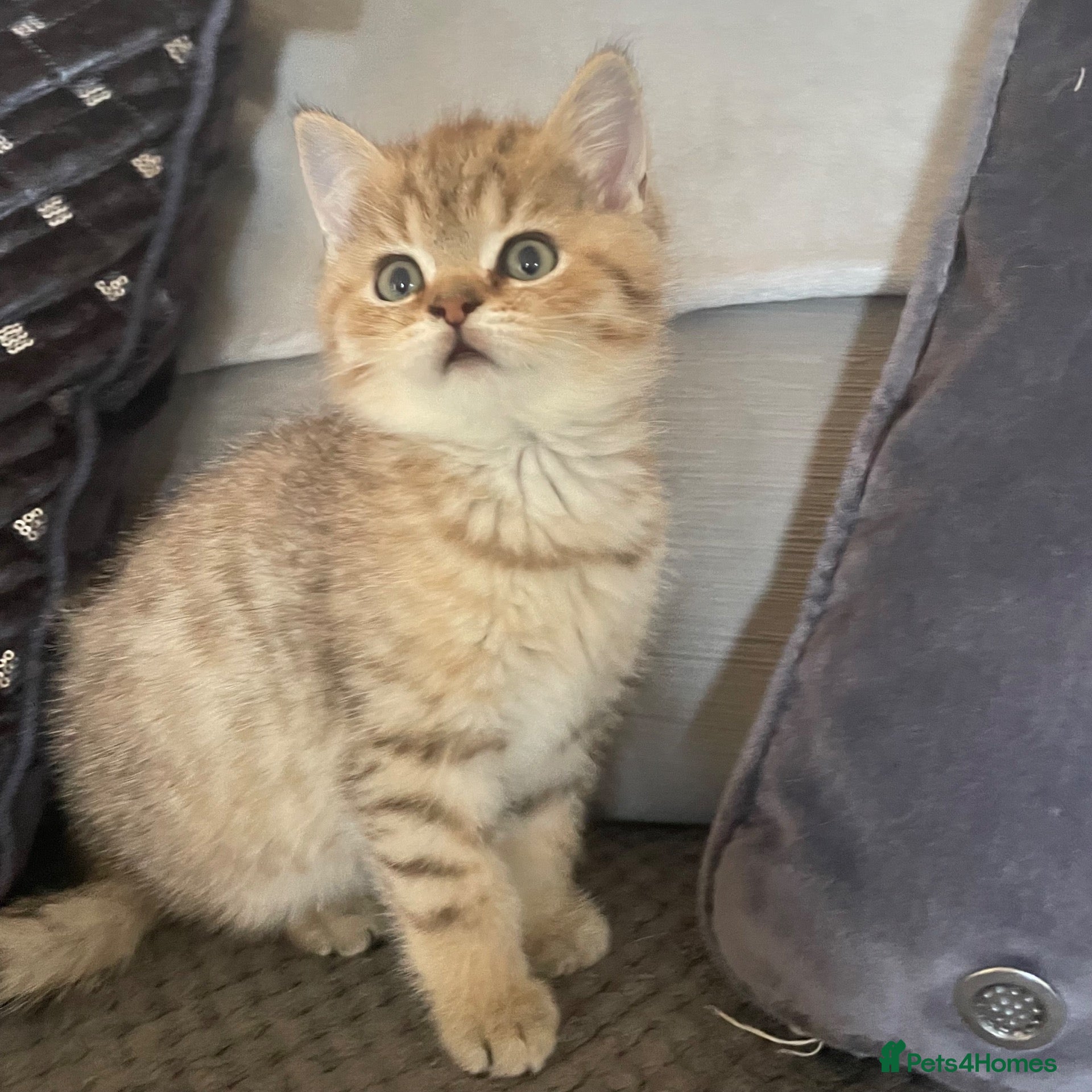 British Shorthair cats TICA reg - black golden spotted BSH boy - Advert 1