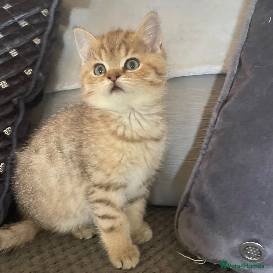 British Shorthair cats for sale: TICA reg - black golden spotted BSH boy - Advert 1