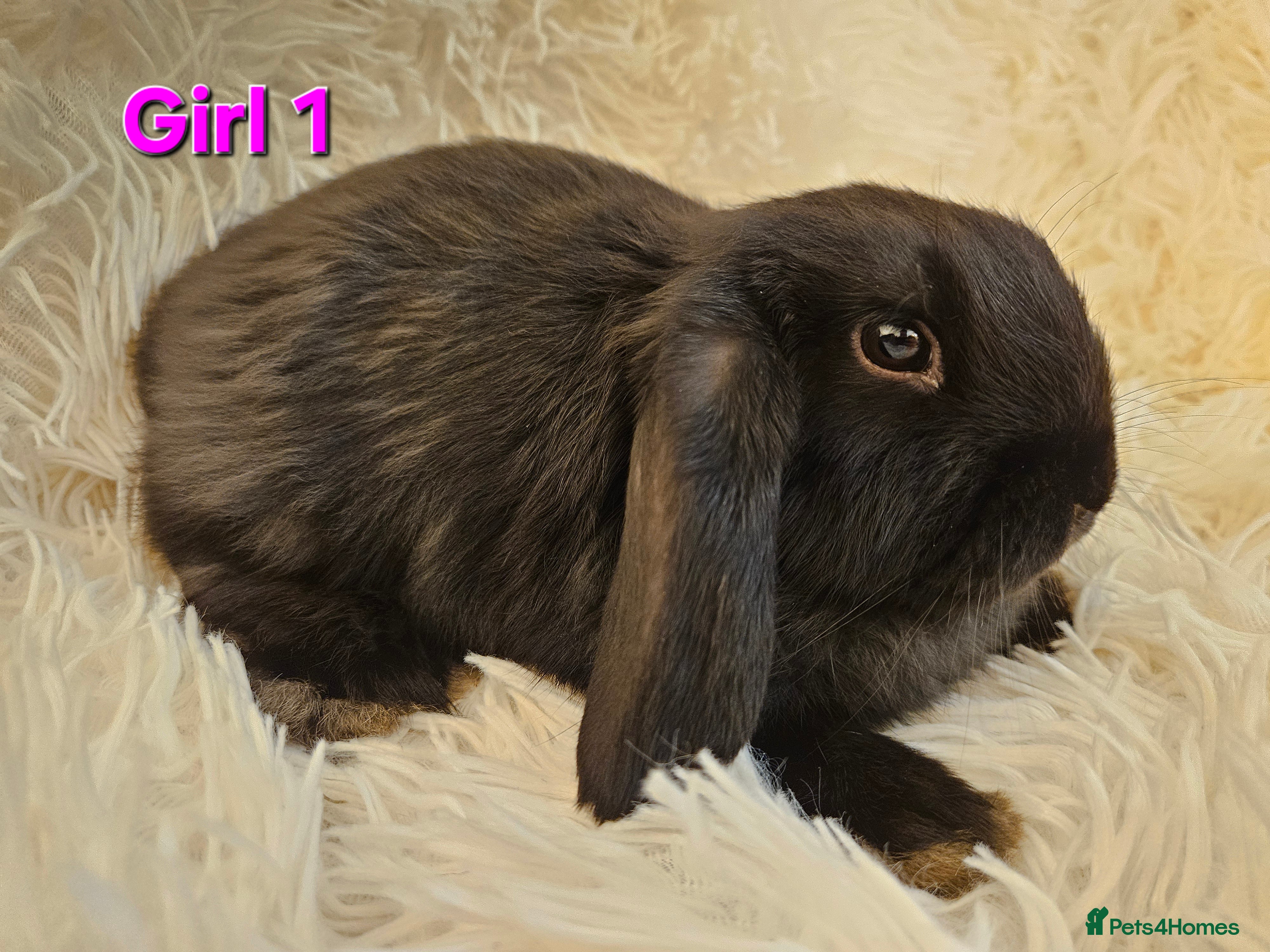 Mini Lop rabbits Mini Lop Girls - 9 weeks - Ready to Leave - Advert 1