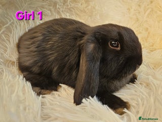 Mini Lop rabbits Mini Lop Girls - 9 weeks - Ready to Leave - Advert 1