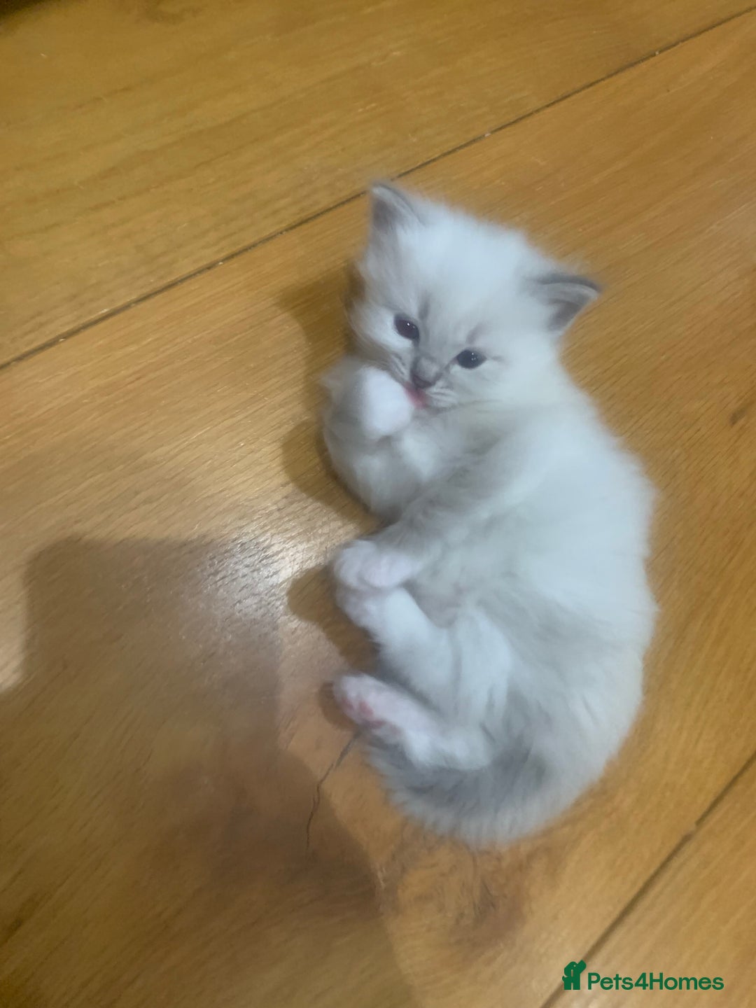 Ragdoll cats for sale: Beautiful Ragdoll kittens looking 4 loving home - Advert 15