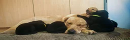 Mixed Breed dogs for sale: Labrador mum dad collie/cocker puppies for sale  in Newport - Advert 2