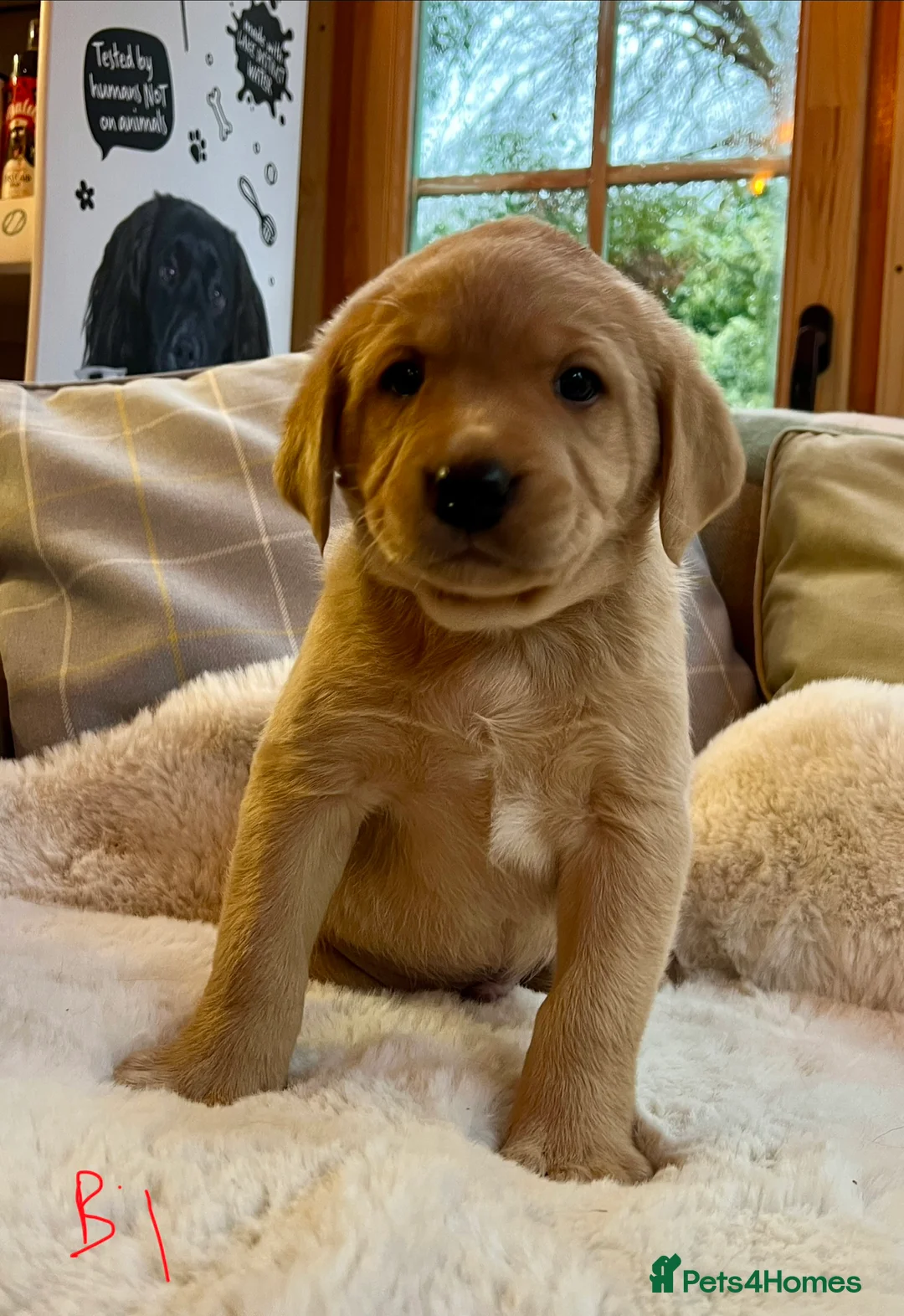 Labrador Retriever dogs for sale: KC reg fox red Labradors  - Advert 21