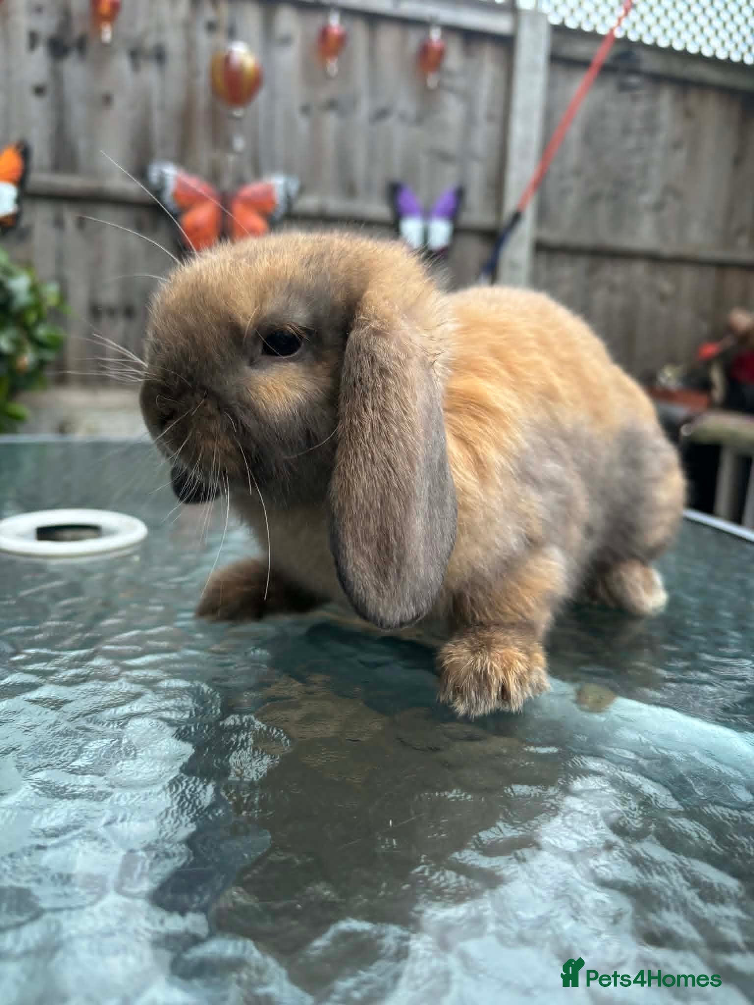 Mini Lop rabbits 1 black tort mini lop,1 black otter mini lop cross - Advert 2