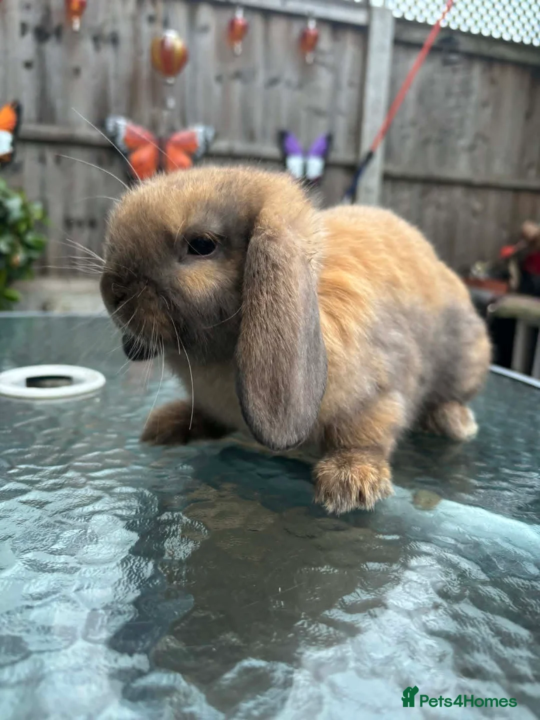 Mini Lop rabbits for sale: 1 black tort mini lop,1 black otter mini lop cross - Advert 2