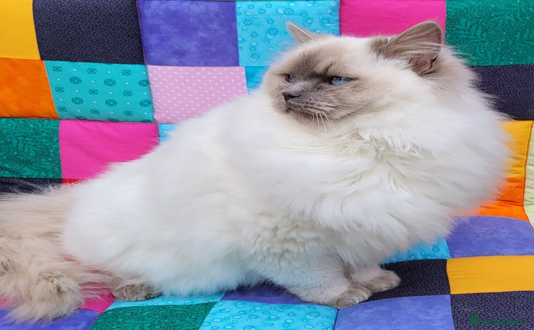 Ragdoll cats - Advert 2