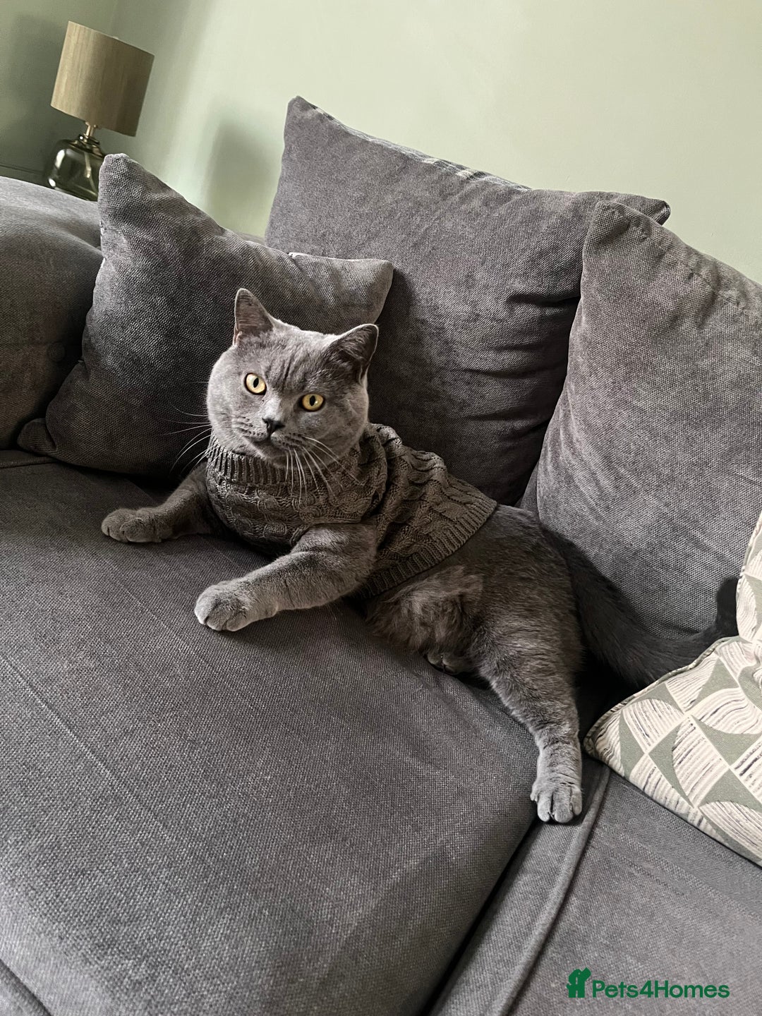 British Shorthair cats for sale: British Shorthair Boy - Advert 1