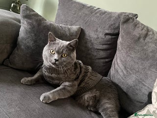 British Shorthair cats British Shorthair Boy - Advert 1