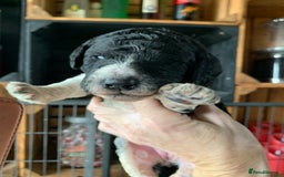Bernedoodle dogs for sale: Standard Bernedoodle Blue Merle, Black White. - Image 19