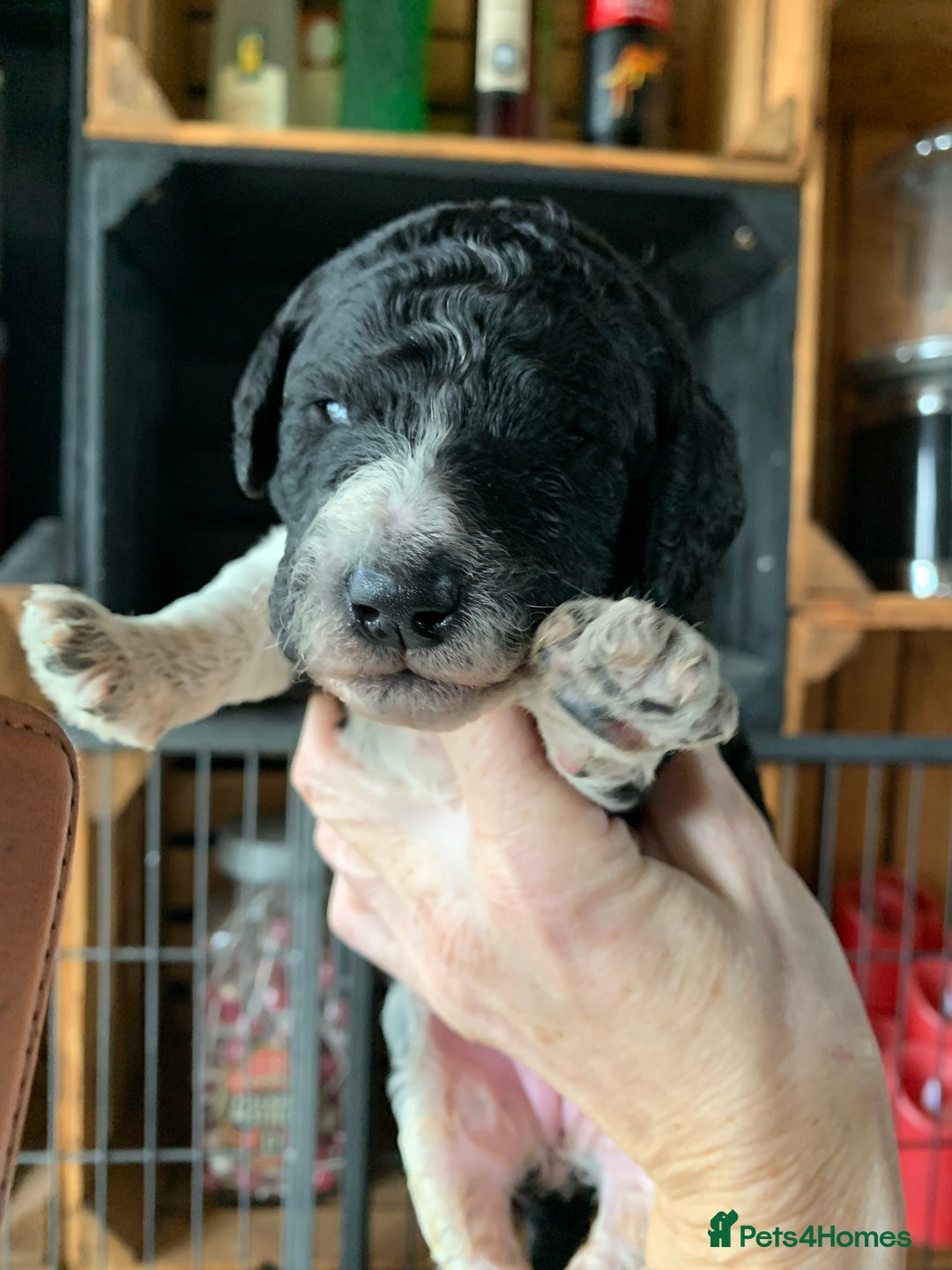 Bernedoodle dogs for sale: Standard Bernedoodle Blue Merle, Black White. - Image 19