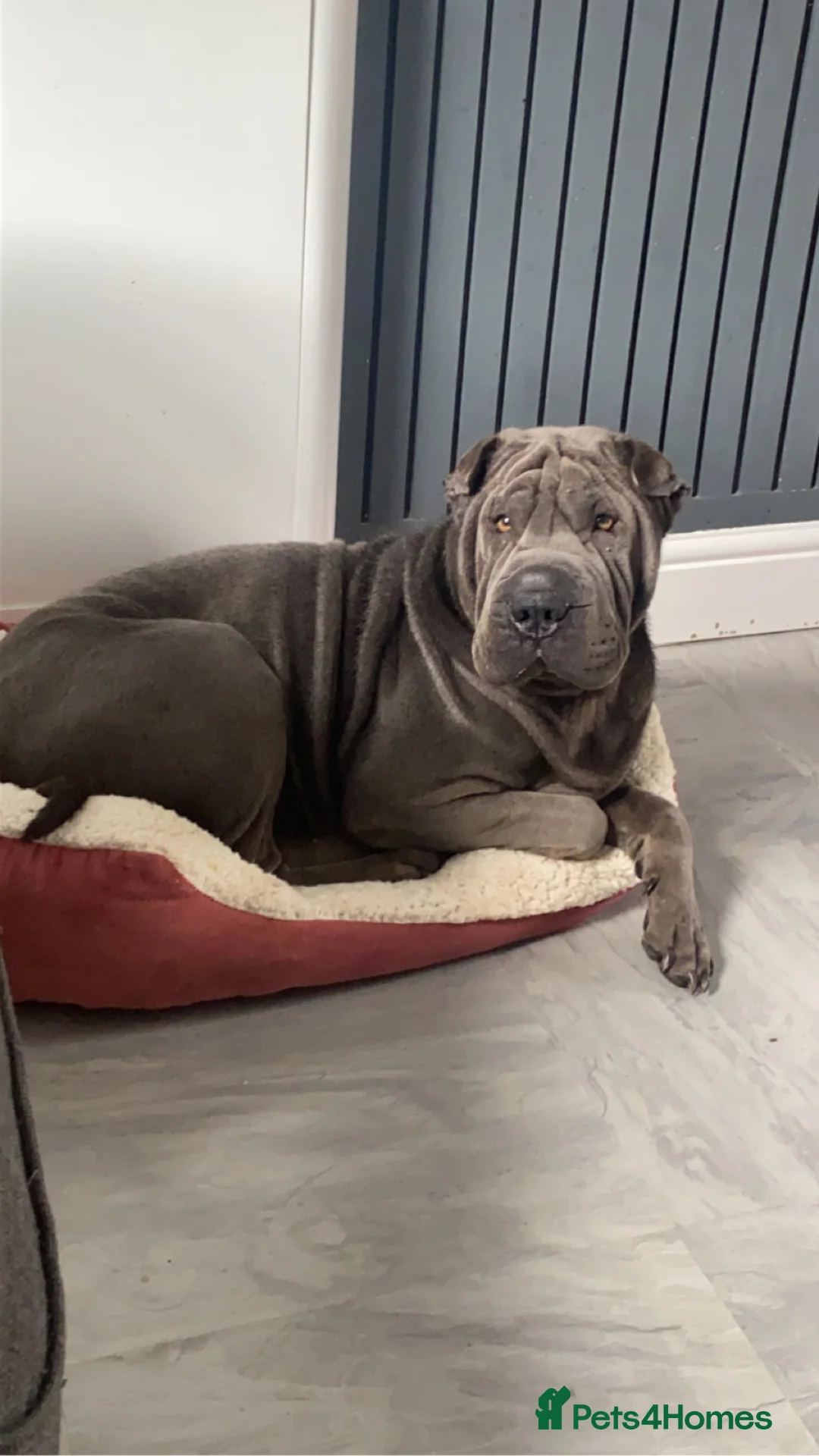 Shar Pei dogs for stud: Big boy Bleu in Sheffield - Advert 5
