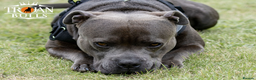 Staffordshire Bull Terrier dogs for stud: Bruno – Quality British lines Staffordshire bull t in Basingstoke - Advert 3