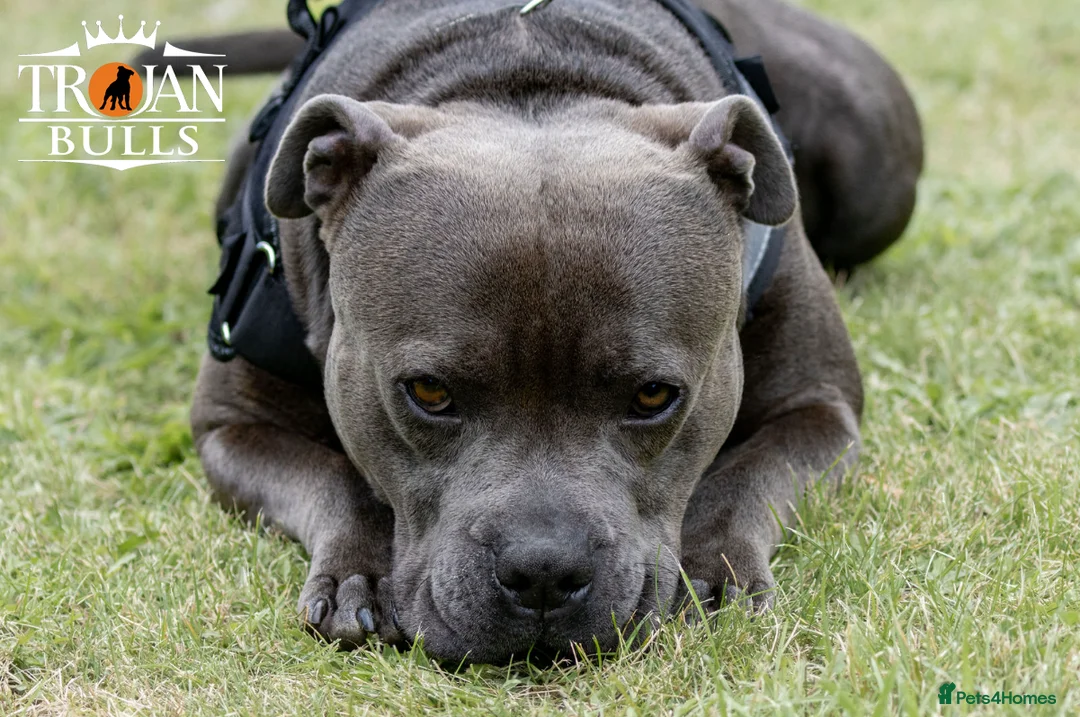 Staffordshire Bull Terrier dogs for stud: Bruno – Quality British lines Staffordshire bull t in Basingstoke - Advert 3