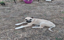 Mixed Breed dogs for adoption: OZZY, a Lovely Puppy Boy - for a Loving Home - Image 16