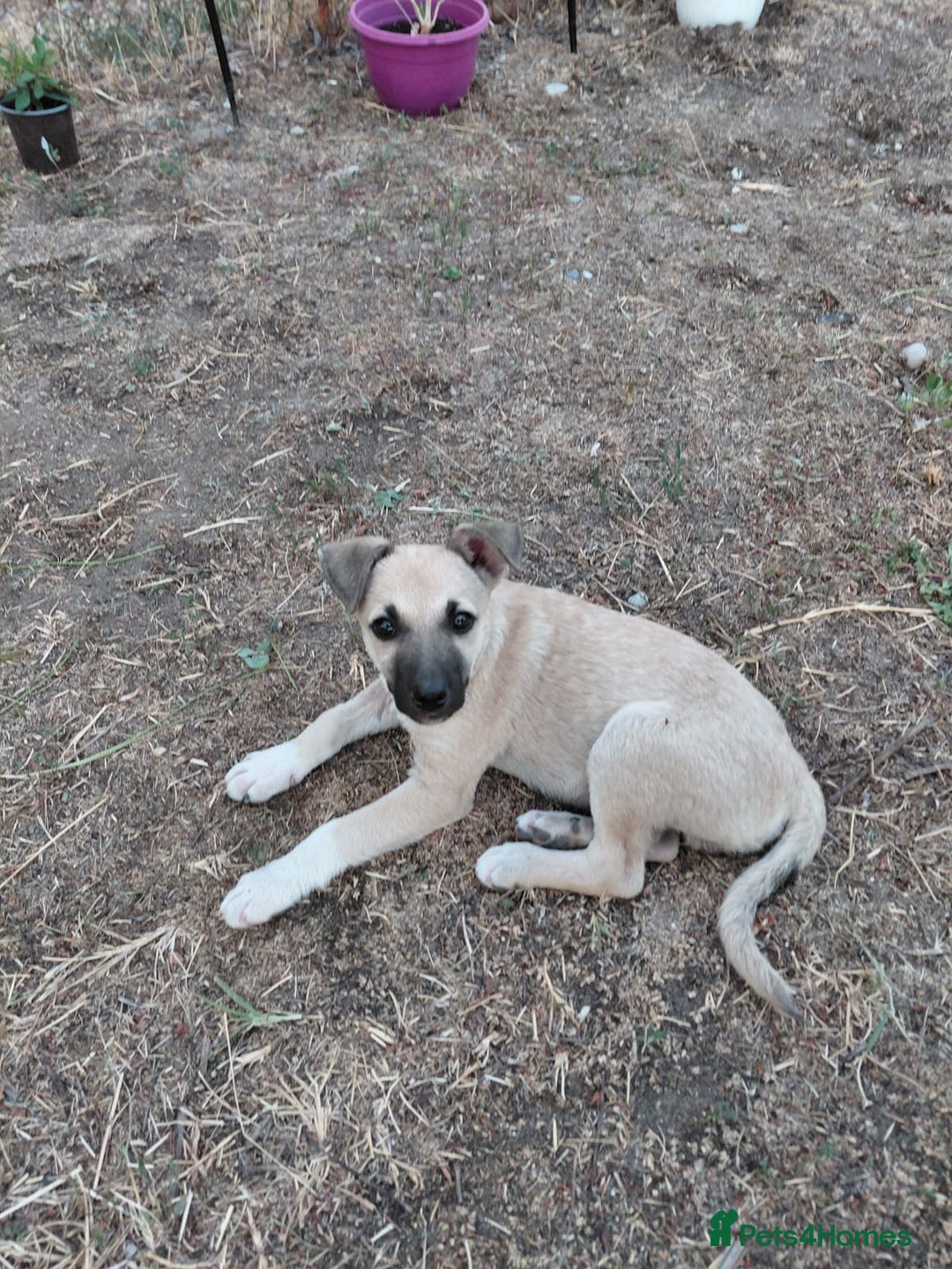 Mixed Breed dogs for adoption: OZZY, a Lovely Puppy Boy - for a Loving Home - Image 16