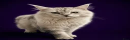 Maine Coon cats for stud: Russian Imported Pedigree Maine Coon Stud in Stafford - Advert 4