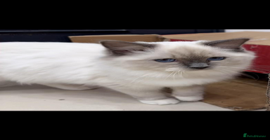 Ragdoll cats - Advert 3