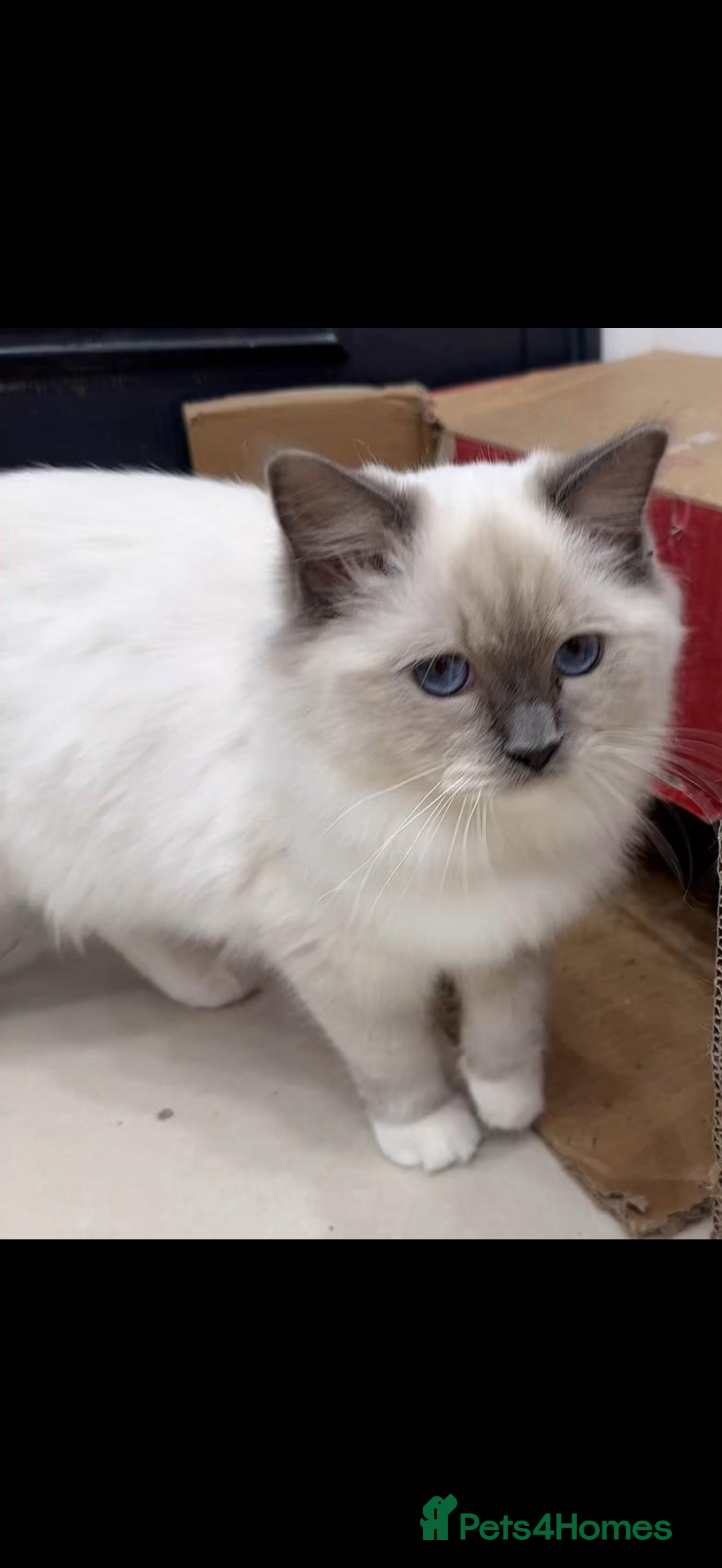 Ragdoll cats for sale: Adorable Ragdoll Kittens Looking for Love - Image 2