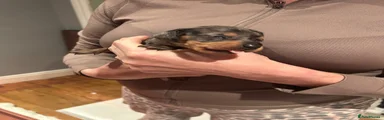 Dachshund 6