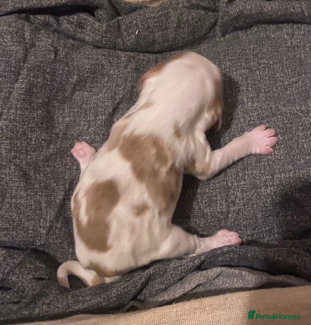 Cocker Spaniel dogs for sale: ‘Show Type’ Cocker Spaniel Puppies. KC Registered. - Advert 11