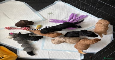 Cockapoo dogs - Advert 10