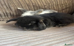 Mini Lop rabbits for sale: Mini Lop Babies  - Image 8