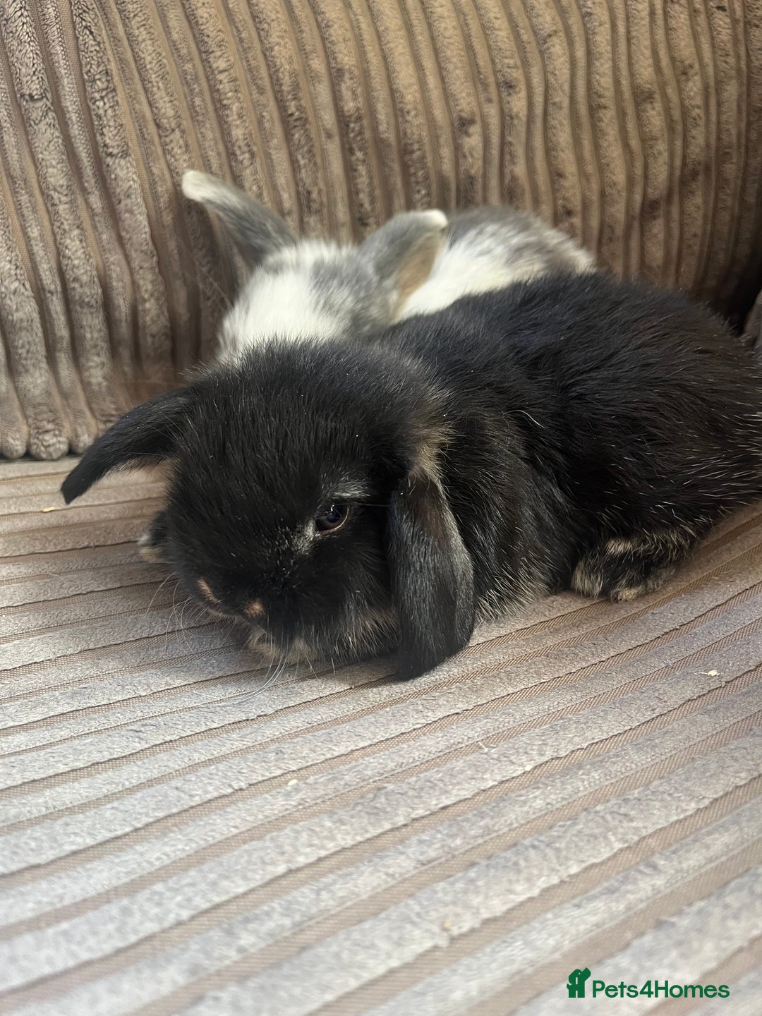 Mini Lop rabbits for sale: Mini Lop Babies  - Image 8