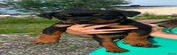 Rottweiler dogs for sale: sxvsda Litter of Premium Quality Rottie Pups in Fareham - Advert 6