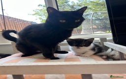 Mixed Breed cats for sale: Pretty fluffy little kittens  - Image 2