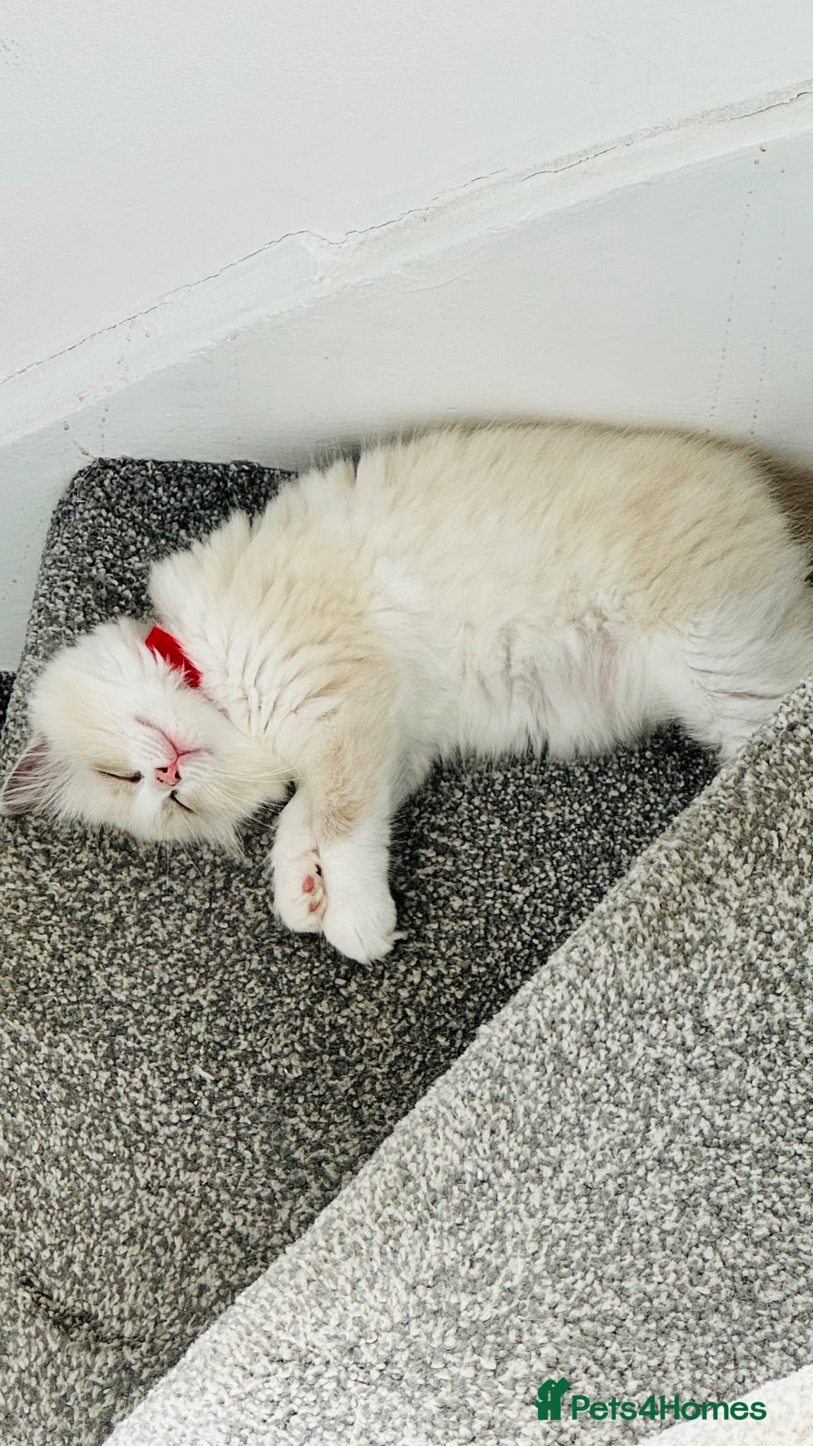 Ragdoll cats 💜Purebred Ragdoll Babies💜 - Advert 16