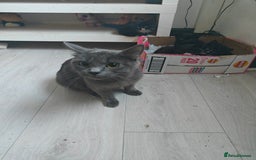 Domestic Shorthair cats for sale: 4 domestic kittens - Image 4